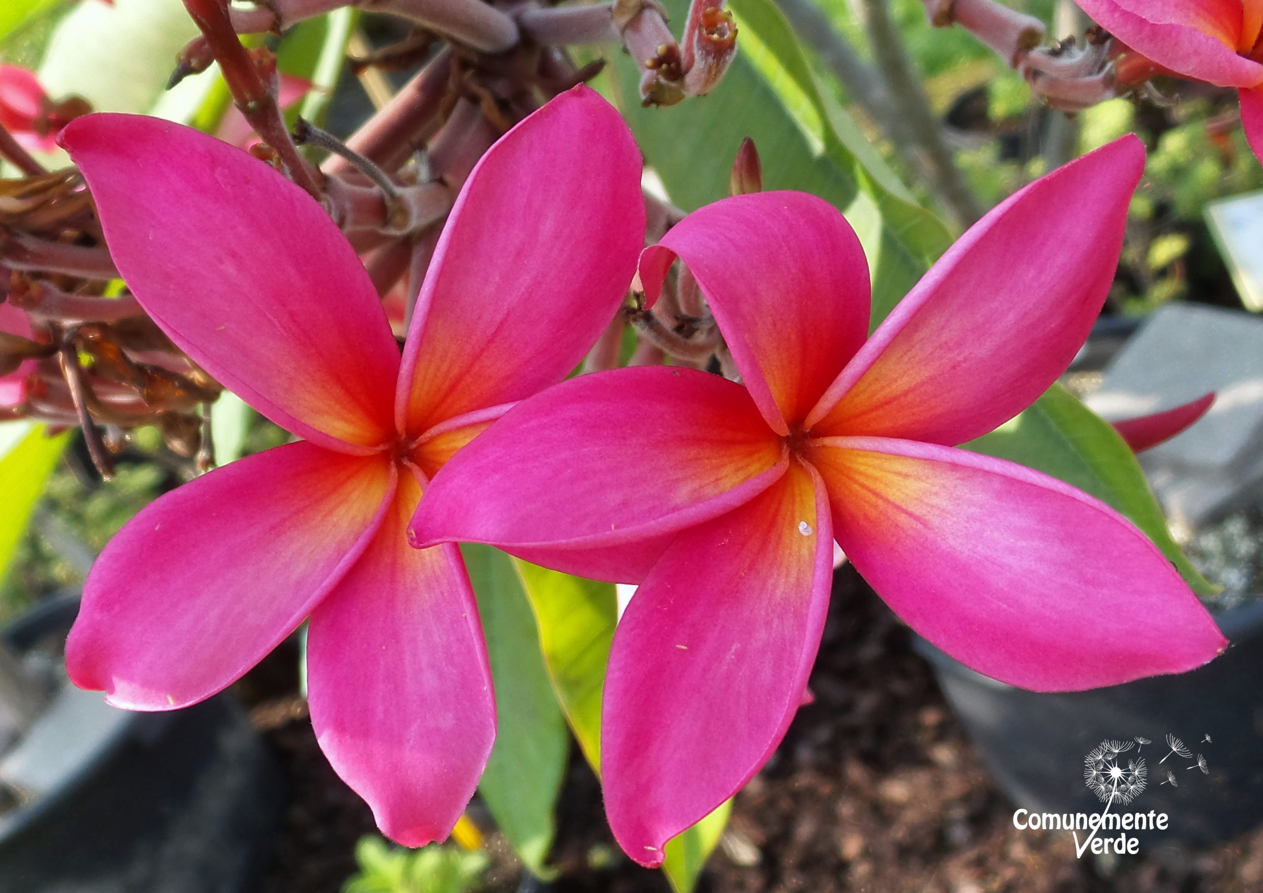 Visita guidata alle collezioni botaniche nelle serre e nel giardino