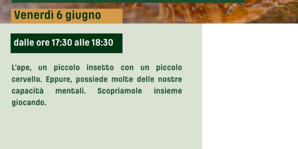 Le api sono intelligenti