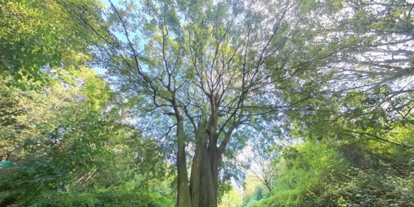 Esplorando la biodiversità, fra passato, presente e futuro​