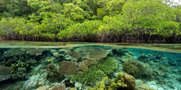 Esplosione di Biodiversità