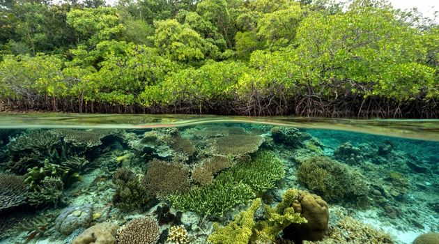 Esplosione di Biodiversità
