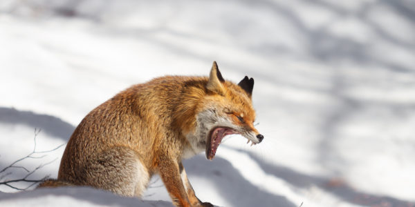 Un sonno bestia. Il sonno nel mondo animale.