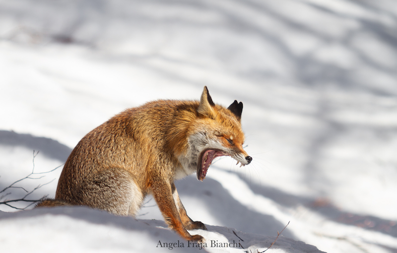 Un sonno bestia. Il sonno nel mondo animale.