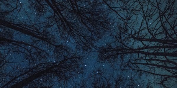 Nel mondo invisibile: escursione alla scoperta dei pipistrelli