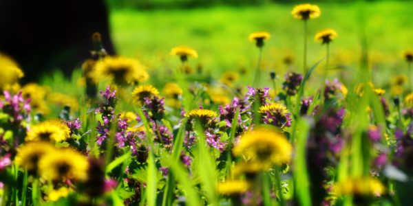 Coltivare la biodiversità del pensiero: passeggiata tra testi e orti