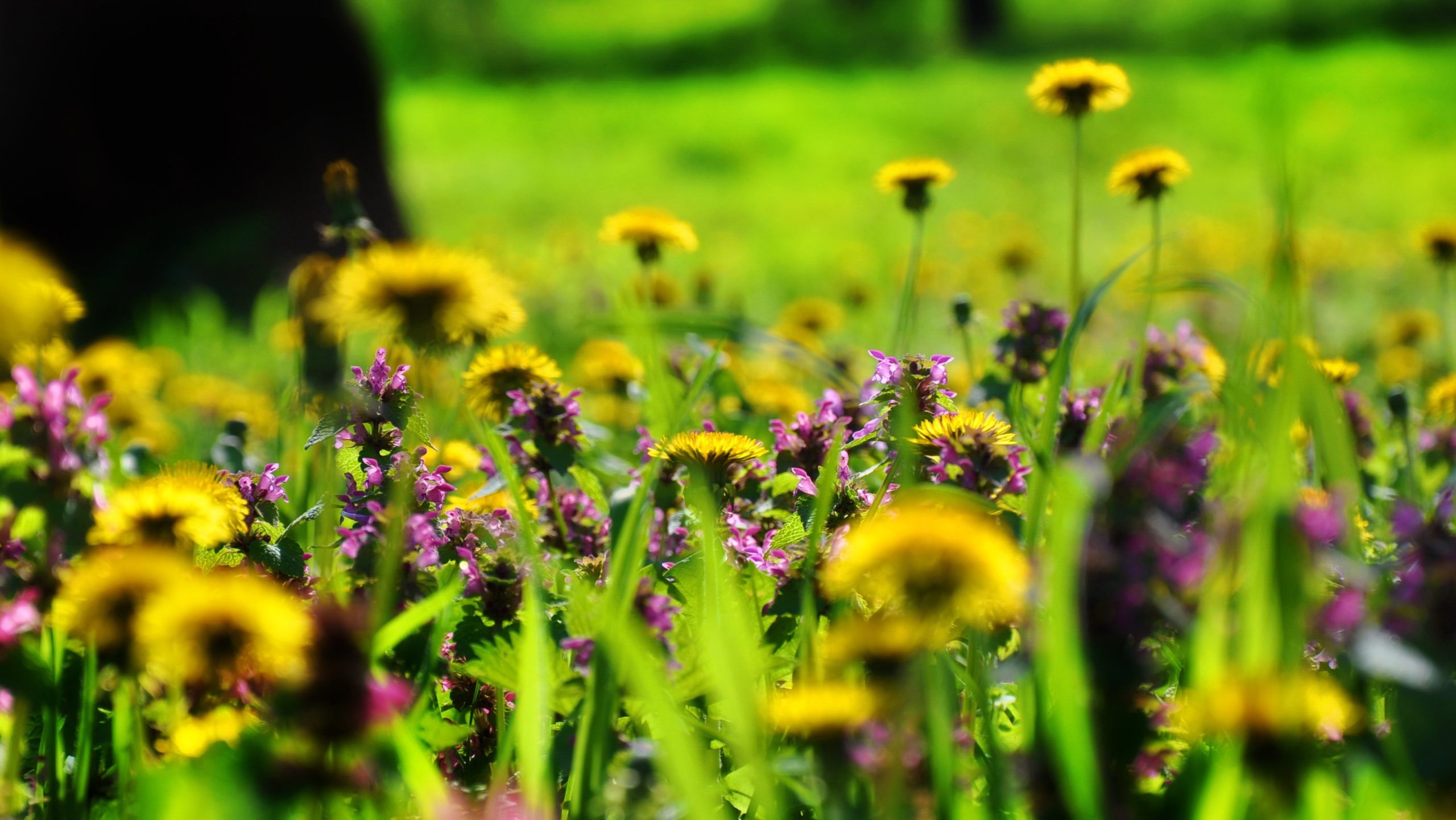 Coltivare la biodiversità del pensiero: passeggiata tra testi e orti