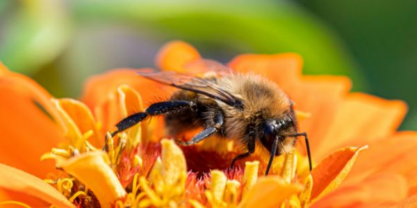 Missione impollinatori