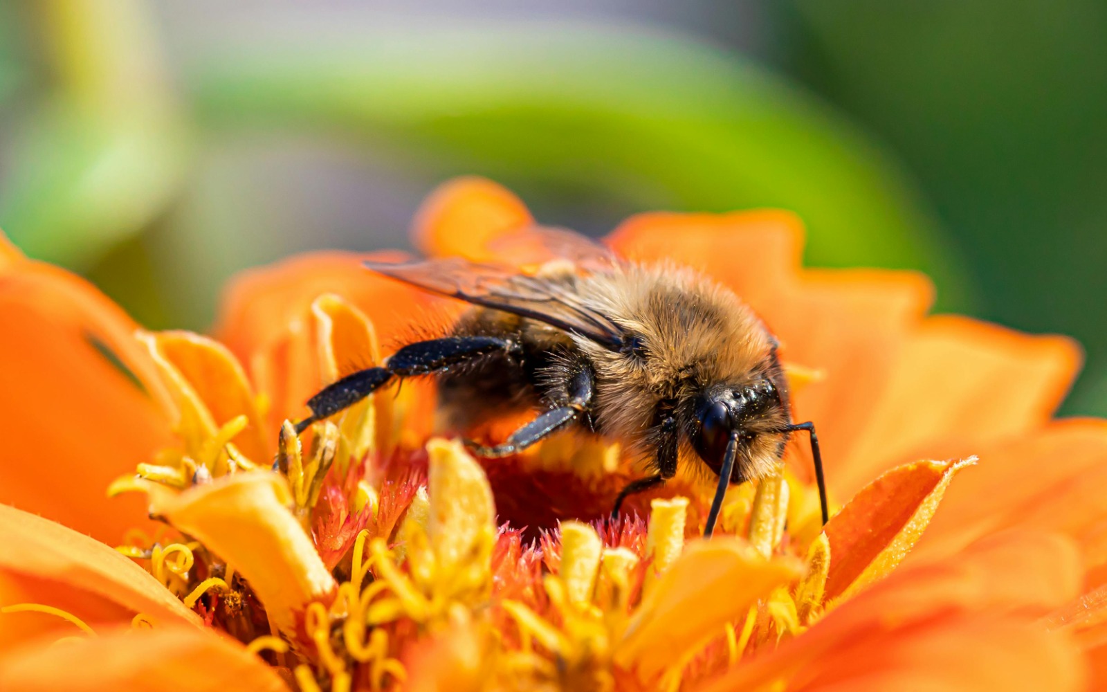 Missione impollinatori